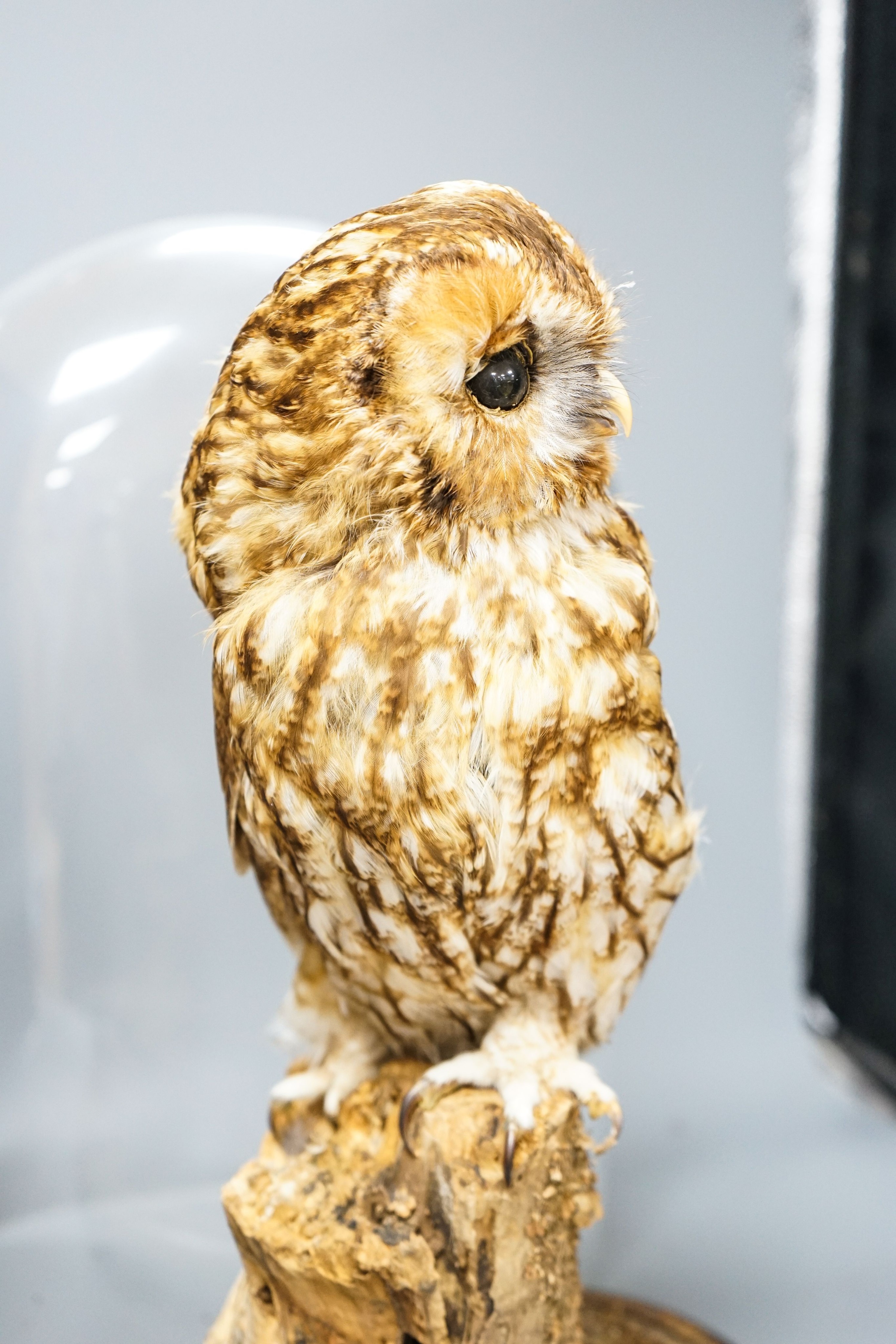 A taxidermy tawny owl under glass dome 48cm